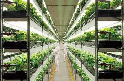 小小靚科技 | 告別陽光與土壤 植物工廠如何顛覆傳統農業